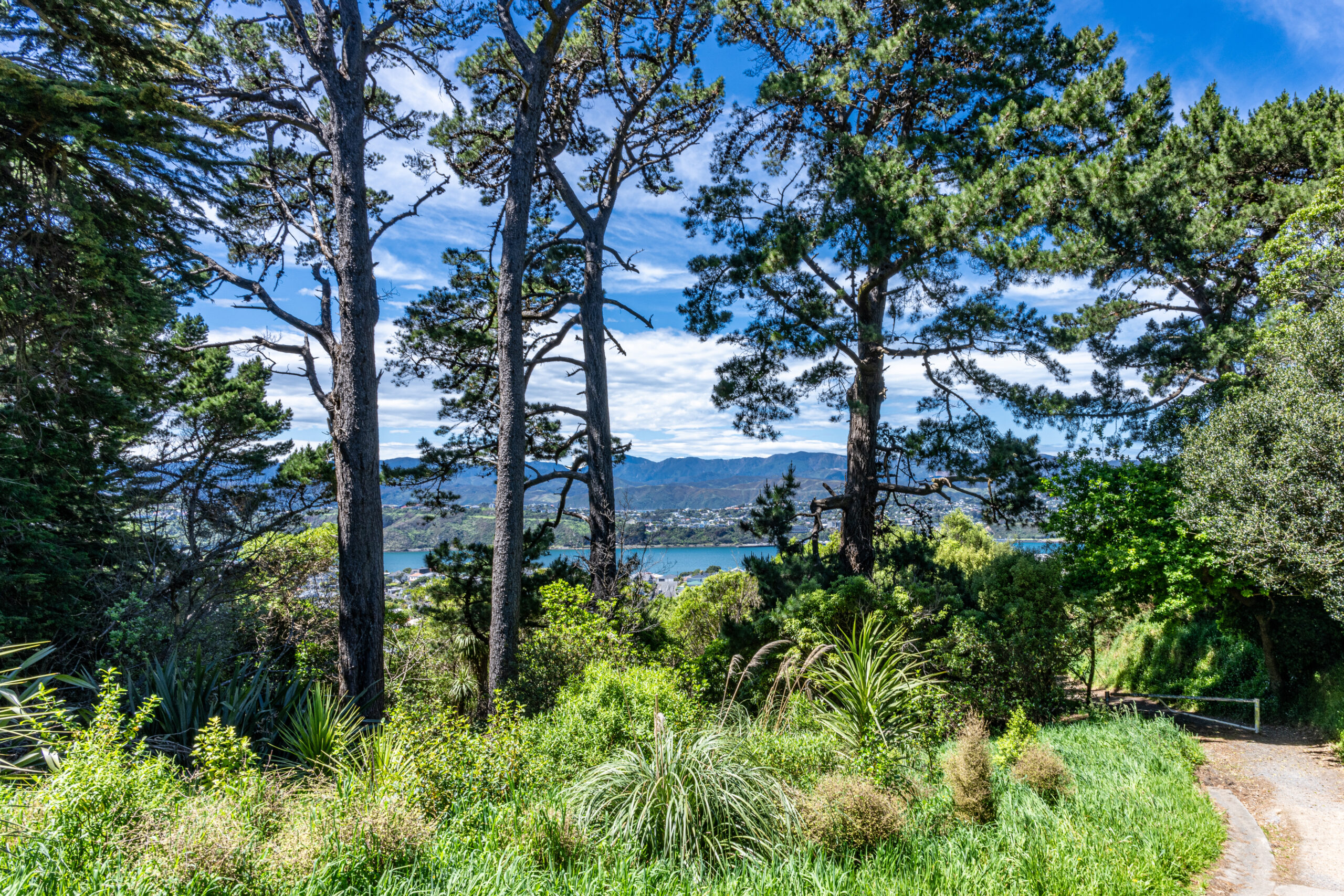 Weathertop on Mt. Victoria where some of the Lord of the Rings was filmed, in Wellington New Zealand