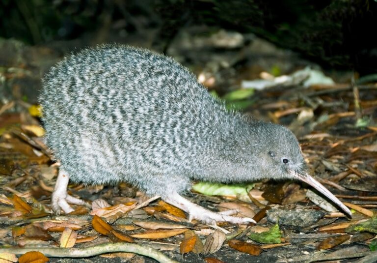 Little Spotted Kiwi